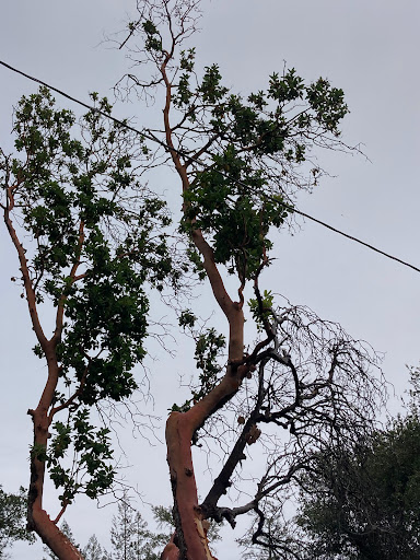 National Forest «Petrified Forest», reviews and photos