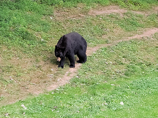 Zoo «WNC Nature Center», reviews and photos, 75 Gashes Creek Rd, Asheville, NC 28805, USA