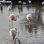Photo n° 7 de l'avis de guy.i fait le 22/11/2023 à 08:03 pour Parc Ornithologique du Pont de Gau à Saintes-Maries-de-la-Mer