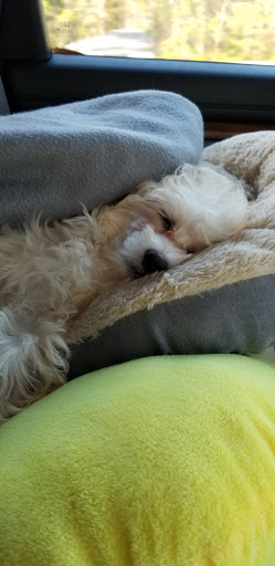 Pet Store «AA Ridgewood Kennels II, LLC», reviews and photos, 11 E Tolna Rd, Shrewsbury, PA 17361, USA