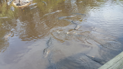 Zoo «St. Augustine Alligator Farm Zoological Park», reviews and photos, 999 Anastasia Blvd, St Augustine, FL 32080, USA