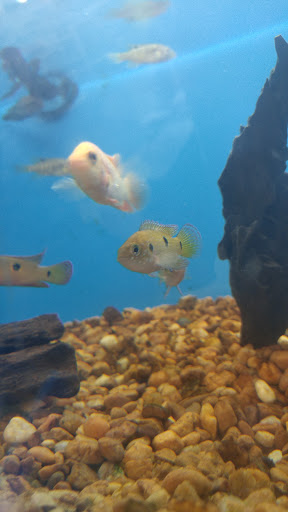 Pet Supply Store «Pet Supermarket», reviews and photos, 1125 Royal Palm Beach Blvd, Royal Palm Beach, FL 33411, USA