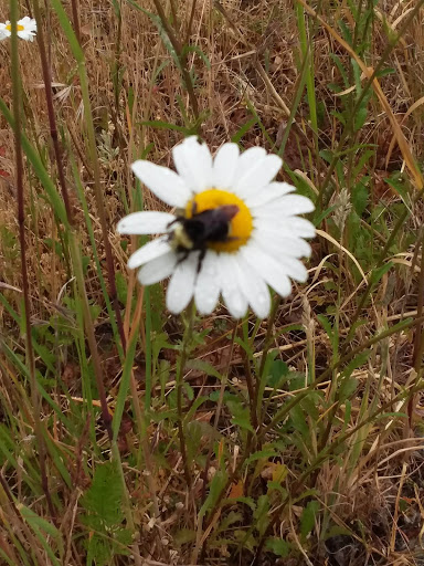 Park «Duwamish Hill Preserve», reviews and photos, 3800 S 115th St, Tukwila, WA 98168, USA