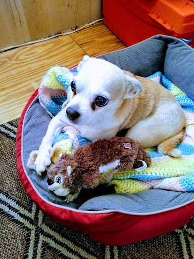 Advanced Pet Care image