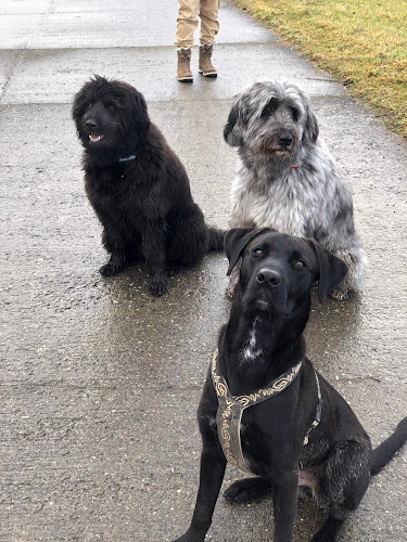 Rezensionen über Hundewerk in Aarau - Hundeschule