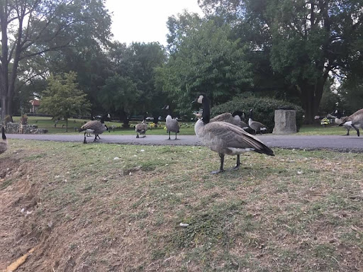 Cemetery «Memorial Park Funeral Home & Cemetery», reviews and photos, 5668 Poplar Ave, Memphis, TN 38119, USA