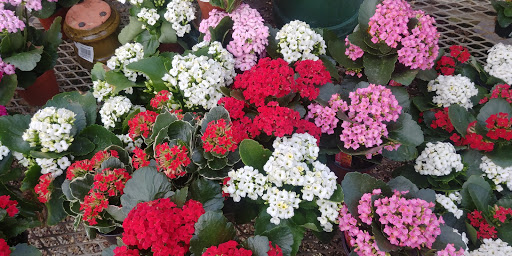 Florist «Nunan Florist & Greenhouses», reviews and photos, 269 Central St, Georgetown, MA 01833, USA