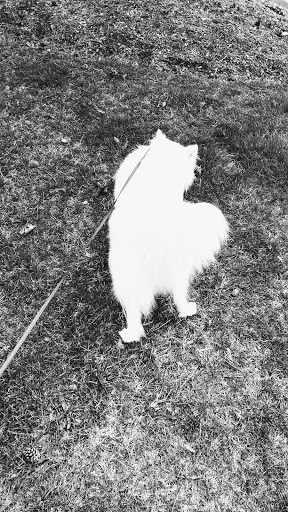 Pet Supply Store «Petco Animal Supplies», reviews and photos, 403 N 8th St, West Dundee, IL 60118, USA