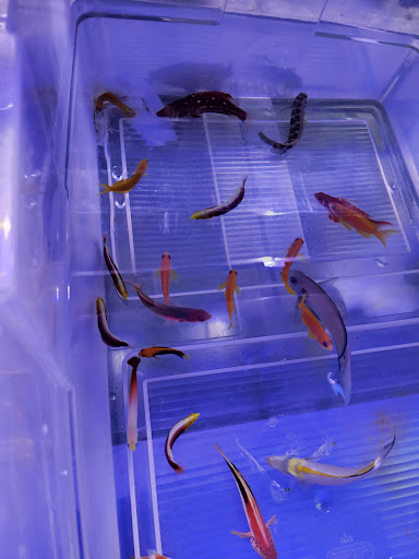 Pet Store «Sho Tank Aquariums», reviews and photos, 433 N Lake St, Mundelein, IL 60060, USA