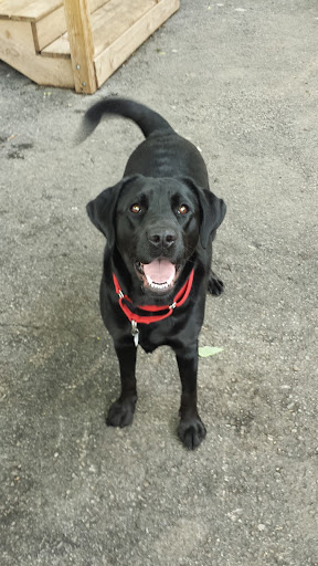 Pet Groomer «Tidy Dog Pet Supply & Salon», reviews and photos, 2612 Lebanon Pike A, Nashville, TN 37214, USA