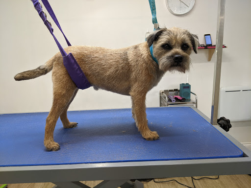 Clifton Dog Grooming