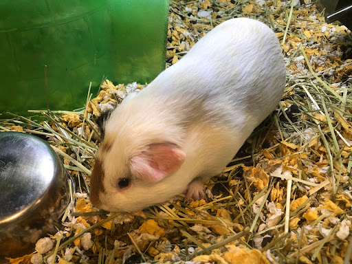 Pet Supply Store «PetSmart», reviews and photos, 3530 Rosemead Blvd, Rosemead, CA 91770, USA