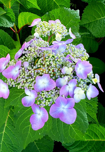 Dog Park «Thomas Bull Memorial Park», reviews and photos, 211 New York 416, Montgomery, NY 12549, USA