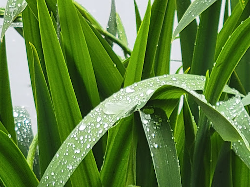 Park «Weequahic Park», reviews and photos, Elizabeth Ave & Meeker Ave, Newark, NJ 07112, USA