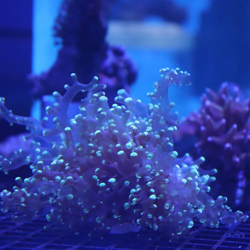 Pet Supply Store «Pet Supreme», reviews and photos, 12823 Foothill Blvd, Sylmar, CA 91342, USA