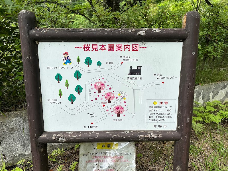 桜見本園地