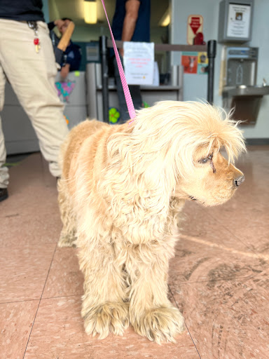 Carson Animal Shelter image