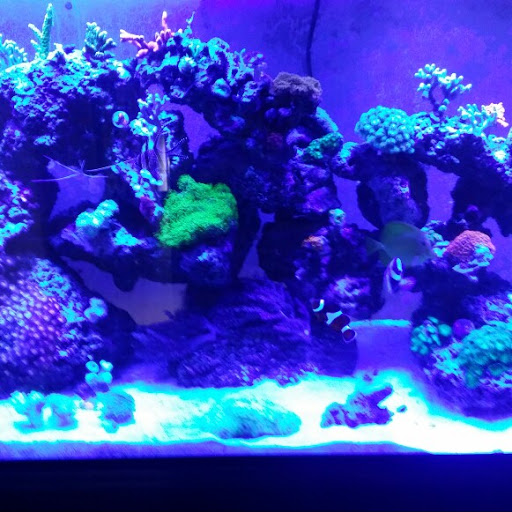 Pet Store «Fish Geeks», reviews and photos, 5845 Hillside Ln, Mechanicsburg, PA 17050, USA