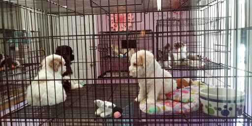 Pet Store «Dream Puppys», reviews and photos, 1461 Westgate Pkwy, Dothan, AL 36303, USA