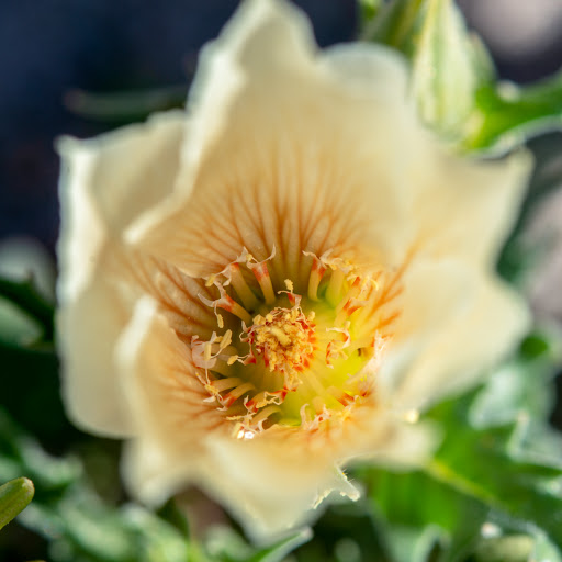 Tourist Attraction «Desert Adventures», reviews and photos, 74794 Lennon Pl, Palm Desert, CA 92260, USA