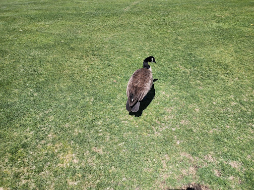 Golf Course «Aurora Hills Golf Course», reviews and photos, 50 S Peoria St, Aurora, CO 80012, USA