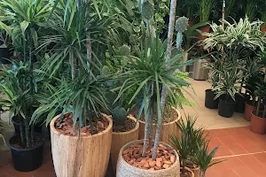 Al Jahra Plant Nursery image