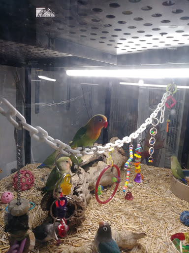 Bird Shop «Arizona Bird Store», reviews and photos, 565 S Dobson Rd, Mesa, AZ 85202, USA