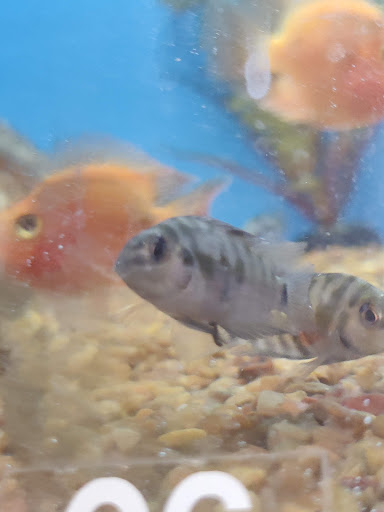 Pet Supply Store «PetSmart», reviews and photos, 971 Norland Ave, Chambersburg, PA 17201, USA