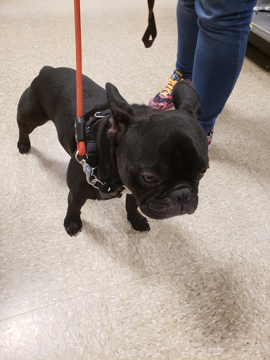 Pet Supply Store «PetSmart», reviews and photos, 777 S Willow St, Manchester, NH 03103, USA