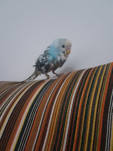 Pet Store «Jules Pet Shop», reviews and photos, 2214 N Milwaukee Ave, Chicago, IL 60647, USA