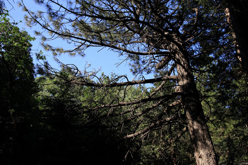 Heaps Peak Arboretum Day Use Area