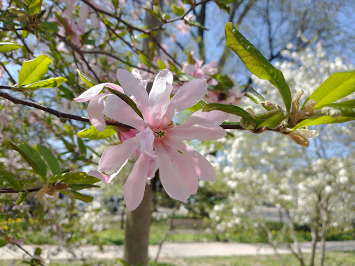 Park «Clark Park», reviews and photos, 4300-4398 Baltimore Ave, Philadelphia, PA 19104, USA