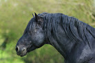 Haras des Kelpies Durdat-Larequille