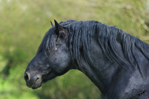 Haras des Kelpies à Durdat-Larequille