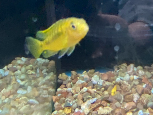 Pet Store «Petland», reviews and photos, 1514 Stonecreek Dr, Pickerington, OH 43147, USA