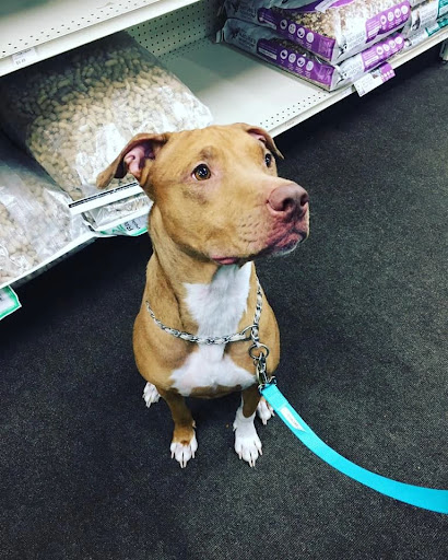 Canine Unifursity Dog Training