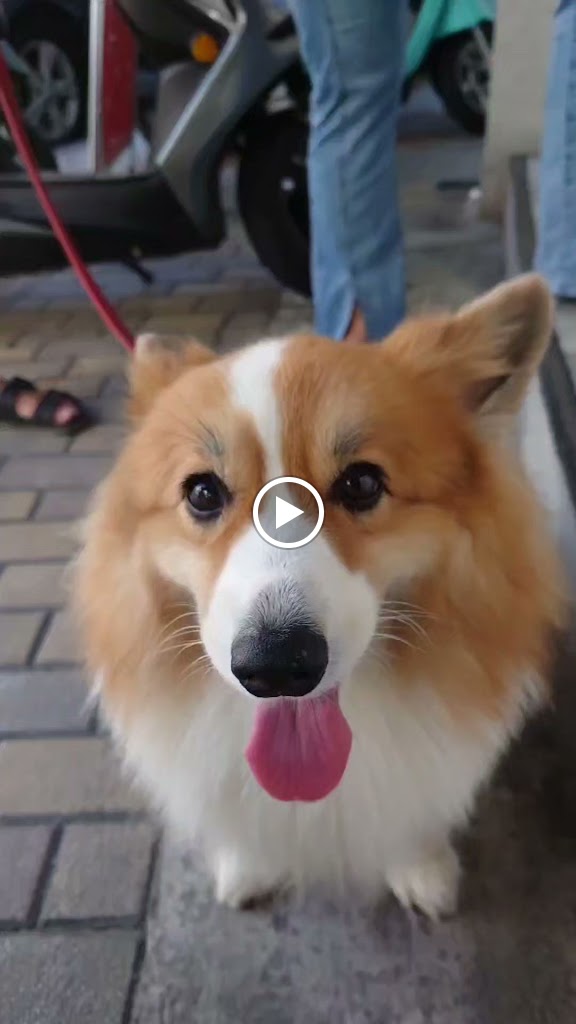 田野咖啡複合式餐飲｜寵物友善餐廳｜鳳山早午餐｜高雄早午餐｜場地租借 的照片
