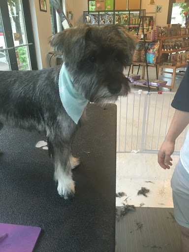 Pet Groomer «ÅSKA Pet Spa & Boutique», reviews and photos, 197 E 7th St, St Paul, MN 55101, USA