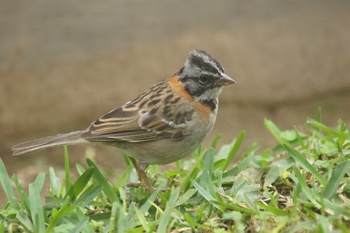 Avitour Perú - Birdwatching Lima