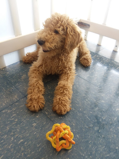 Pet Store «Puppies Plus LLC», reviews and photos, 6405 S Virginia St # 1, Reno, NV 89511, USA