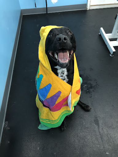 Pet Store «Happy, Clean and Smart», reviews and photos, 5700 W Kilgore Ave, Muncie, IN 47304, USA