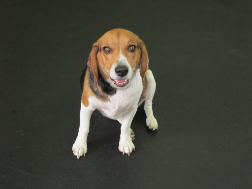 Veterinarian «PetCoral Resort and Veterinary», reviews and photos, 924 Del Prado Blvd, Cape Coral, FL 33990, USA