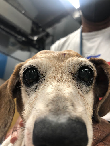 District Veterinary Hospital Eastern Market image