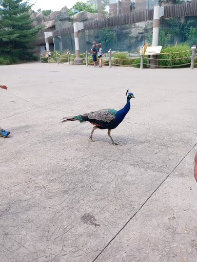 Zoo «Arctic Ring of Life», reviews and photos, 8450 W 10 Mile Rd, Royal Oak, MI 48067, USA