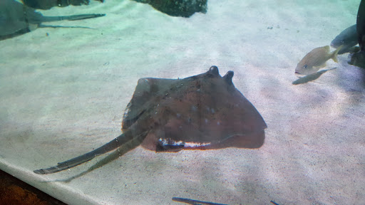 Aquarium «SEA LIFE Grapevine Aquarium», reviews and photos, 3000 Grapevine Mills Pkwy, Grapevine, TX 76051, USA