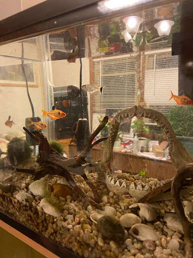 Shopping Mall «Addison Mall», reviews and photos, 2970 W Addison St, Chicago, IL 60618, USA