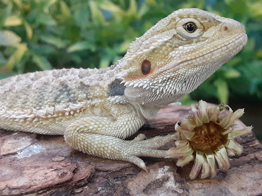 Pet Supply Store «Pet Supplies Plus», reviews and photos, 5092 Mayfield Rd, Lyndhurst, OH 44124, USA