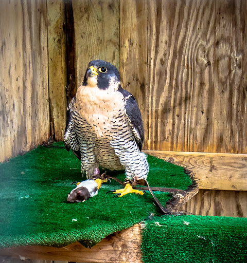 Nature Preserve «Iowa Raptor Center», reviews and photos, 2095 Mehaffey Bridge Rd NE, Solon, IA 52333, USA