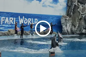 Dolphin Show image