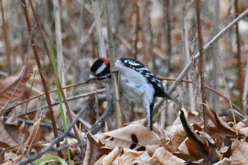 Nature Preserve «Elk and Bison Prairie», reviews and photos, Elk & Bison Prairie Rd, Golden Pond, KY 42211, USA